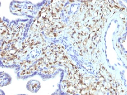 IHC-P - Anti-S100A4 Antibody AH13491-20